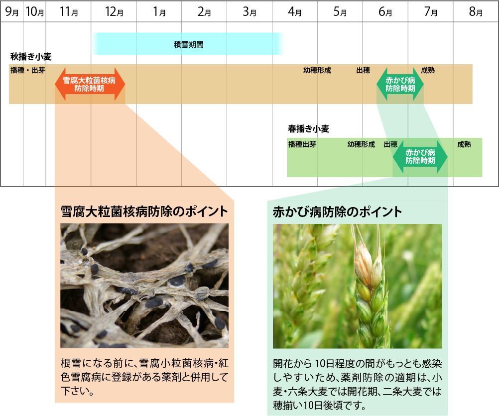 麦の生育ステージ（北海道）