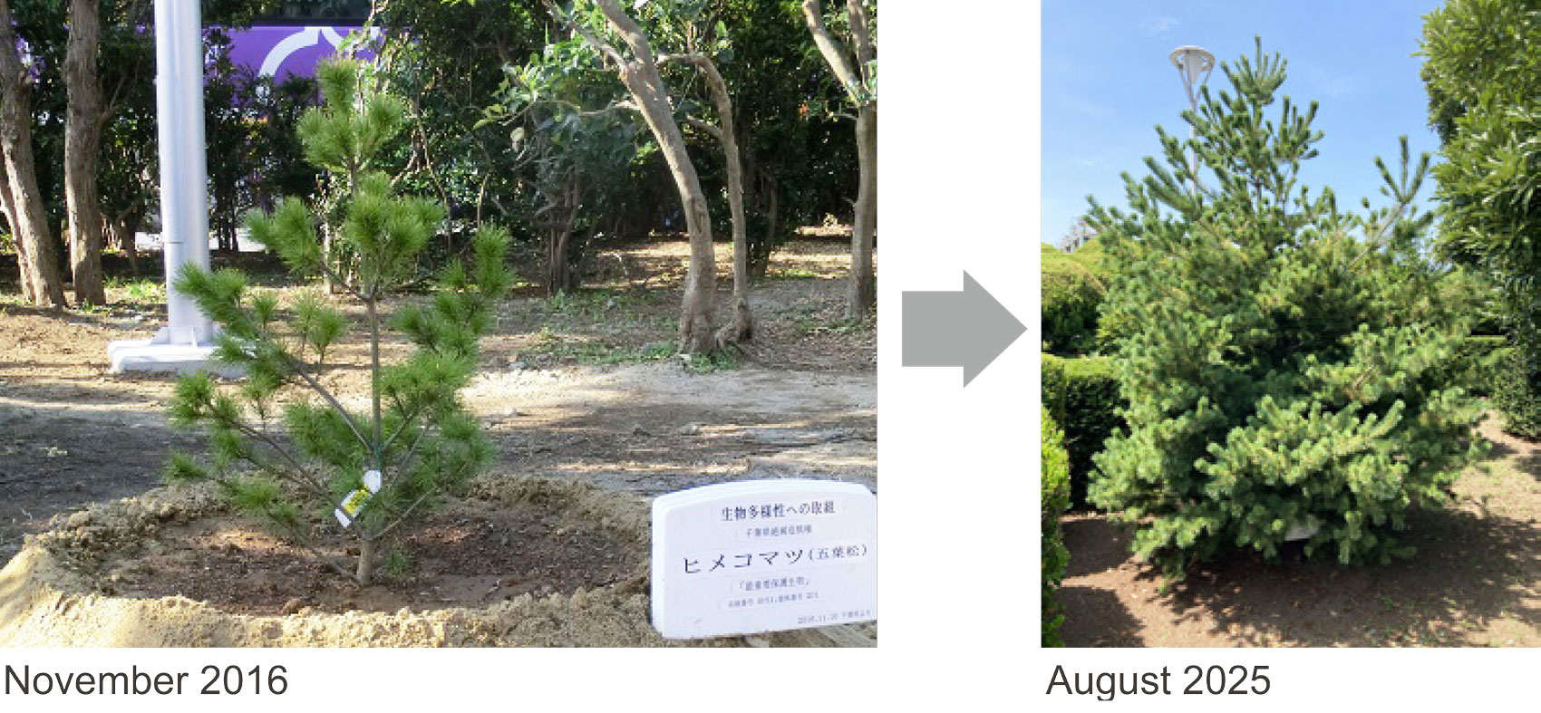 himekomatsu November 2016, August 2025