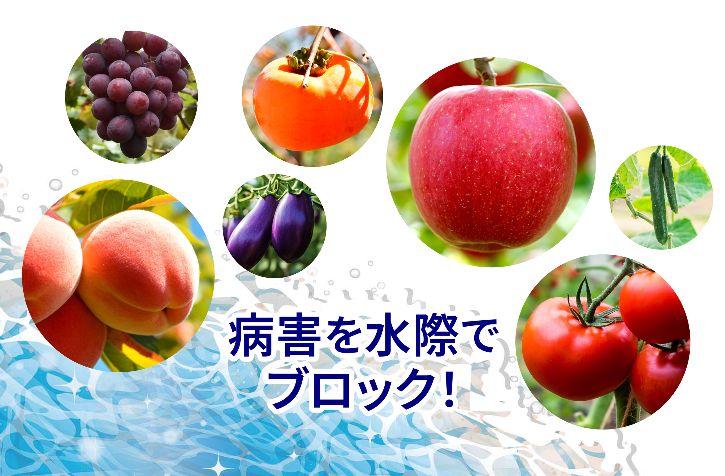 病害を水際で ブロック!の画像