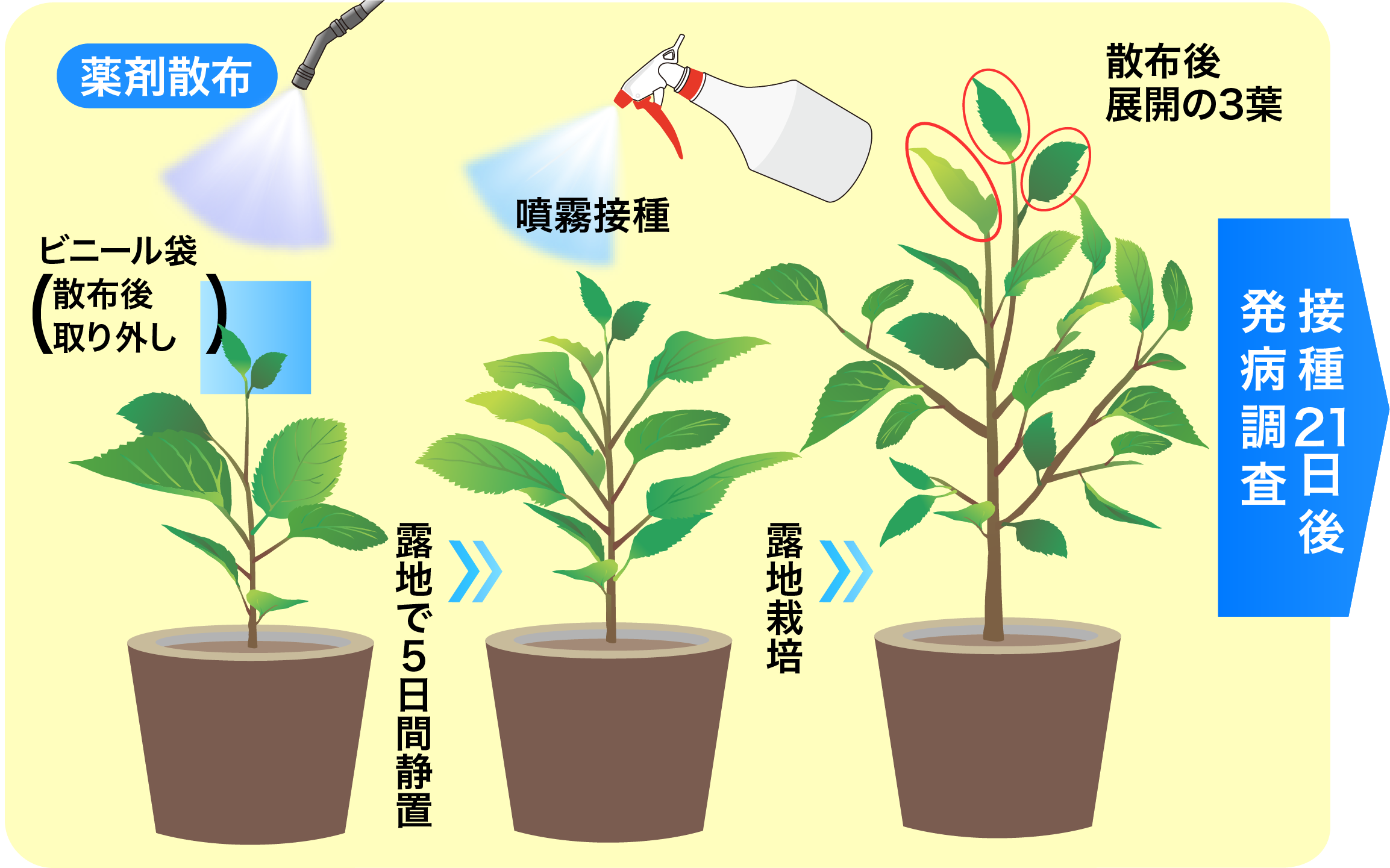 移行性の画像①