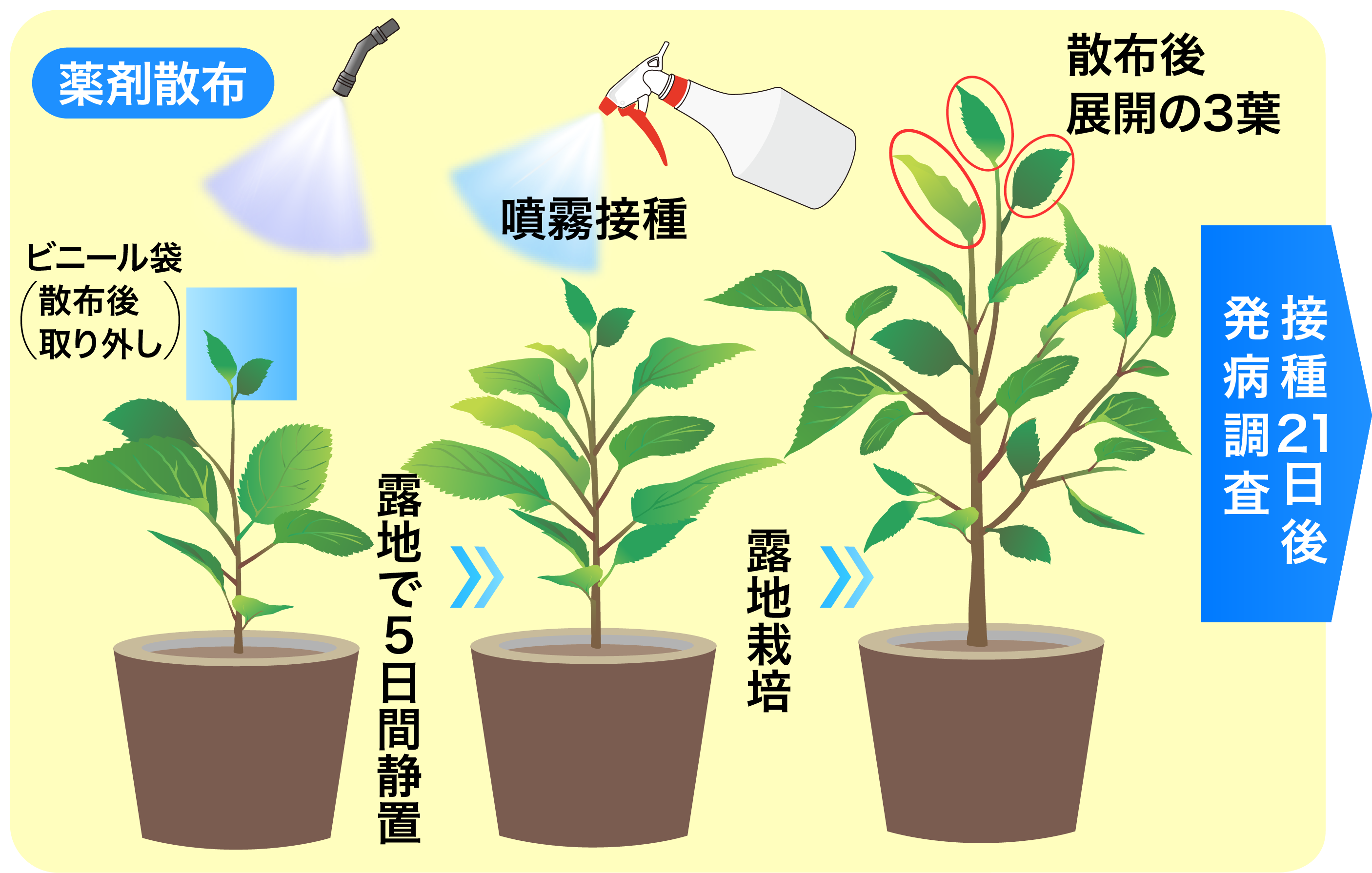 移行性の画像①