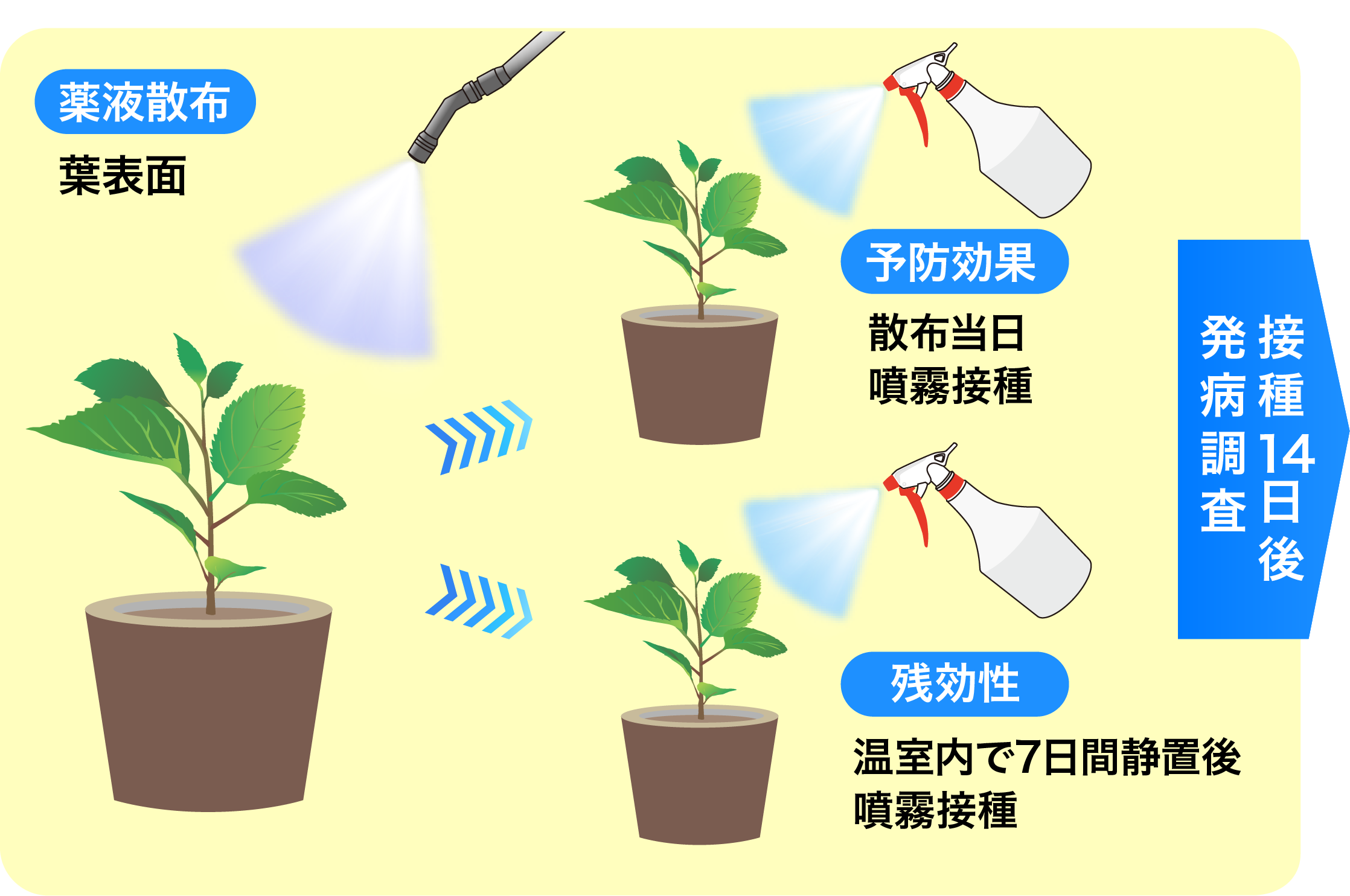 予防効果・残効性の画像①