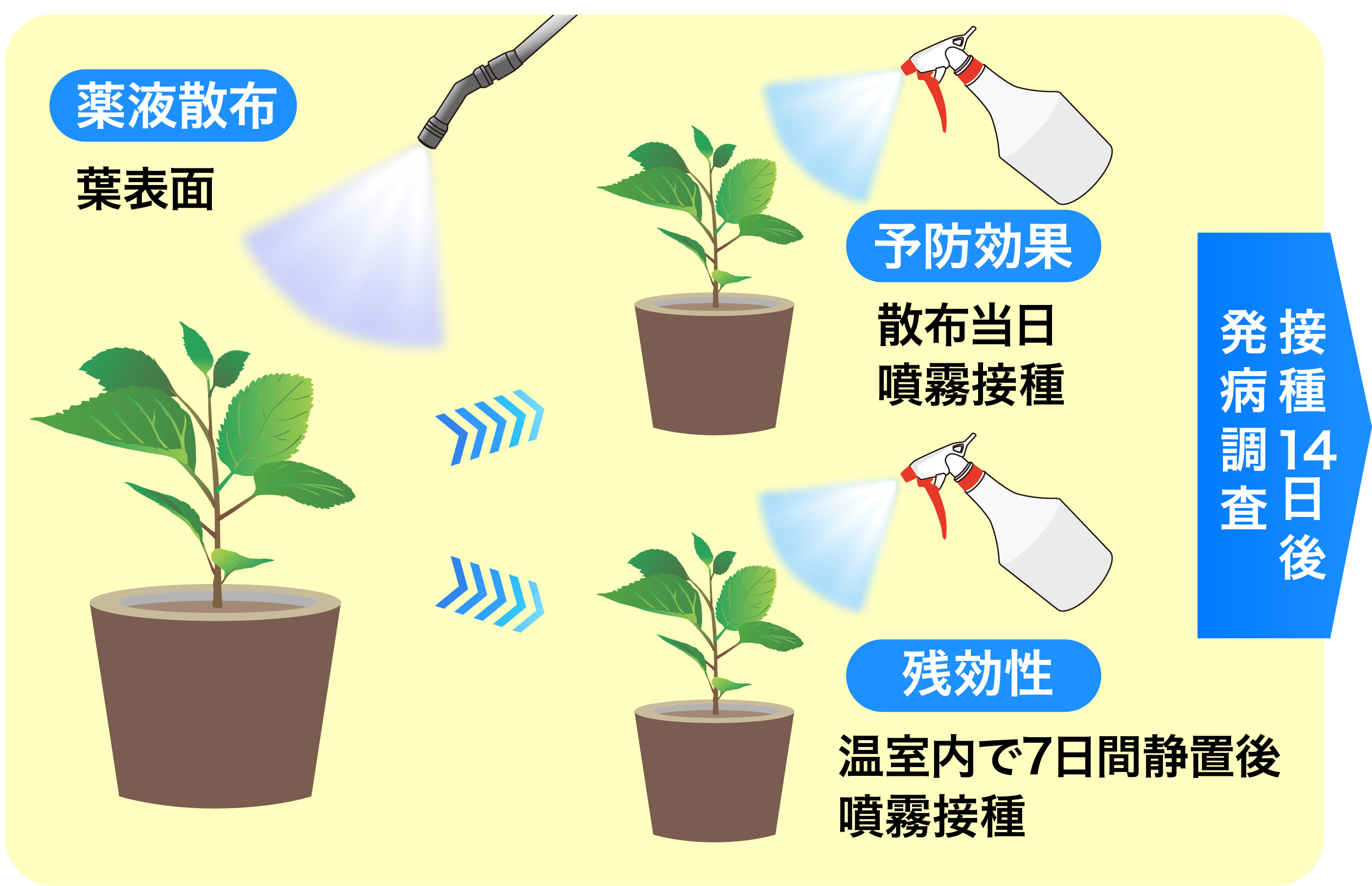 予防効果・残効性の画像①