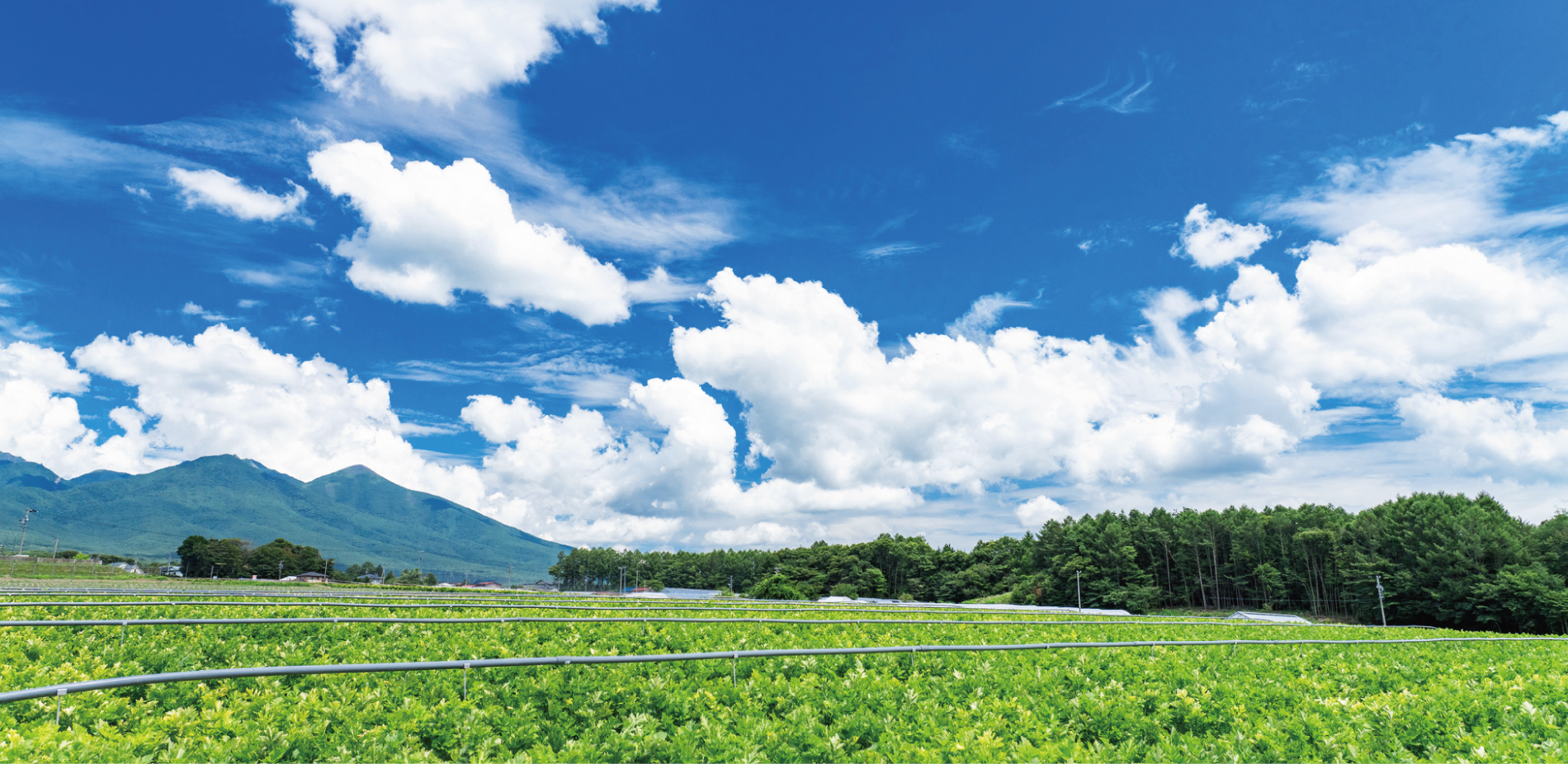 いつもの除草剤が効かなくなっていませんか？