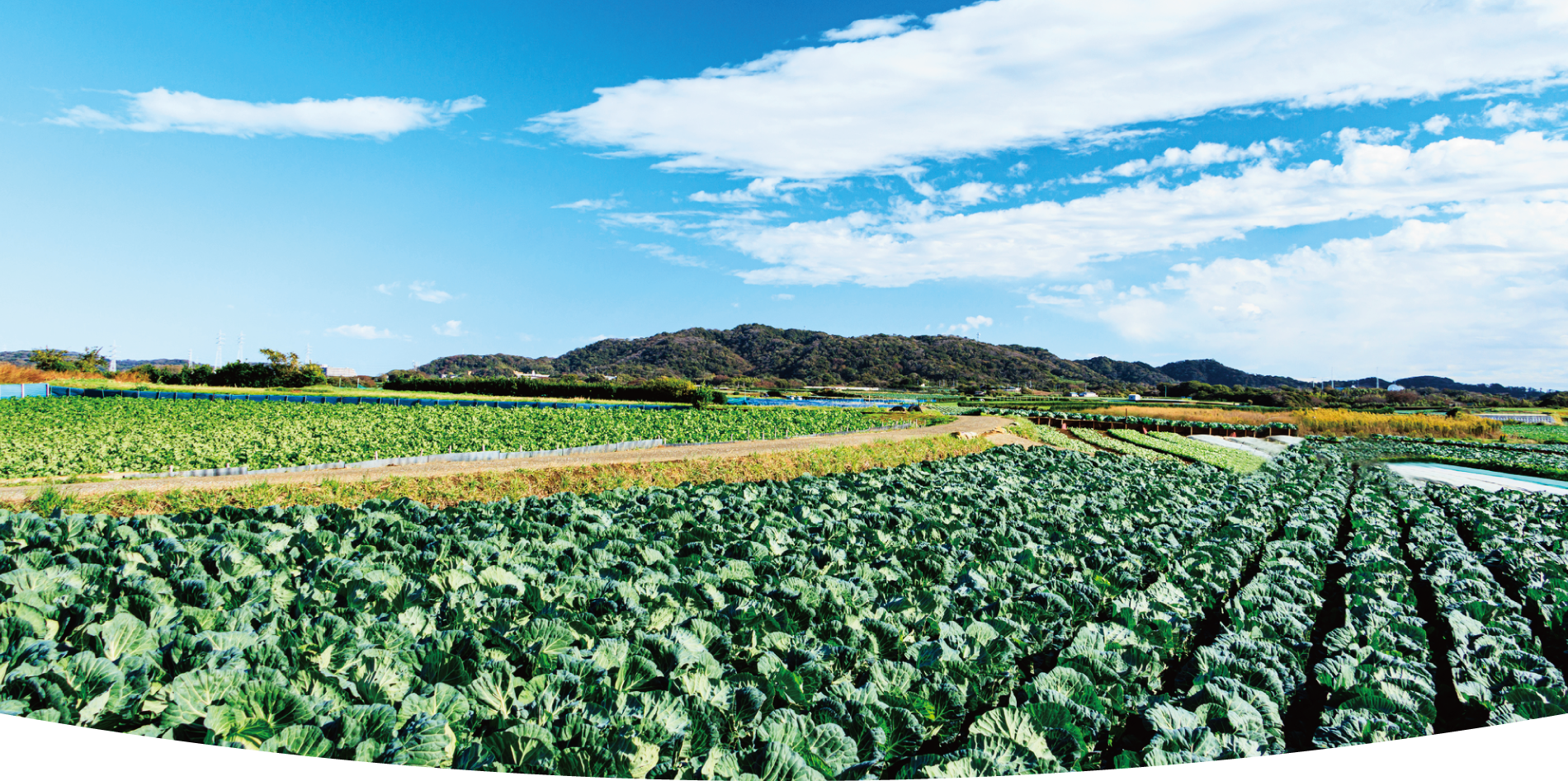 果樹・野菜のチョウ目害虫の防除に