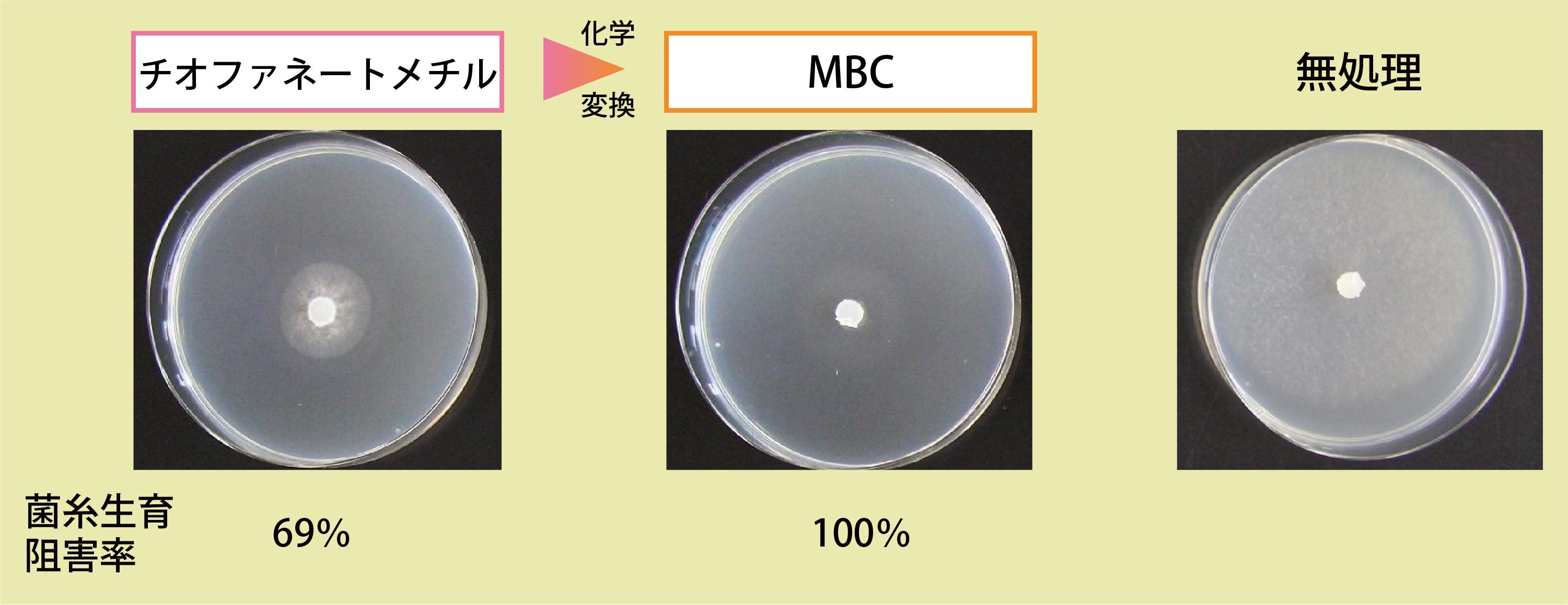 野菜類菌核病菌に対する抗菌活性