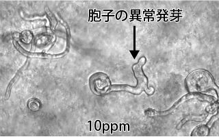 クチクラ透過率イメージ図