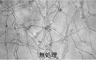 クチクラ透過率イメージ図