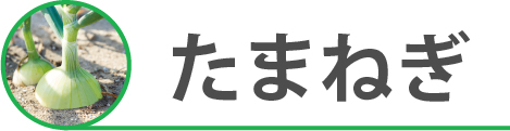 たまねぎ