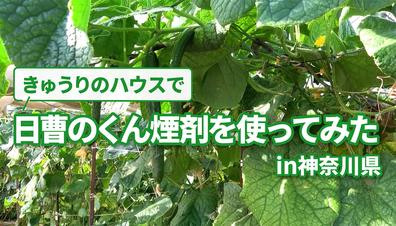 【くん煙剤】使ってみたin神奈川（きゅうり／モスピランジェット）
